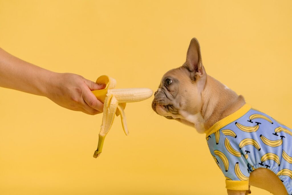 Photo Dog eating